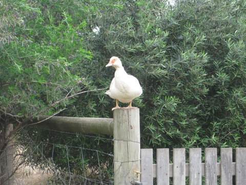 Taras Richmond Farmstay - Darwin Holiday 16