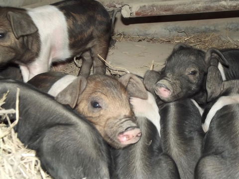 Eden Orchard & Farmstay - Darwin Holiday 36