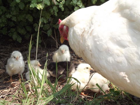 Eden Orchard & Farmstay - Darwin Holiday 27