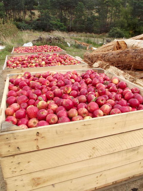 Eden Orchard & Farmstay - Darwin Holiday 33