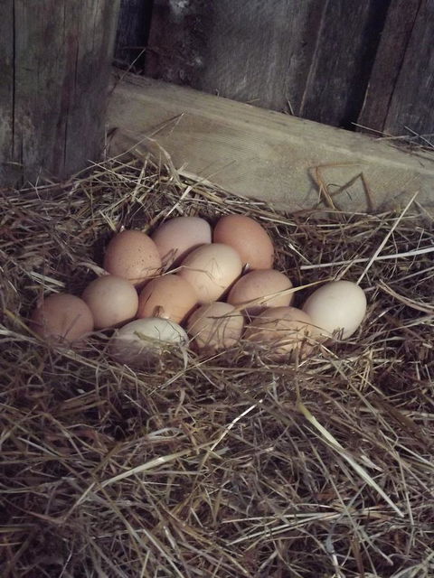 Eden Orchard & Farmstay - Darwin Holiday 30