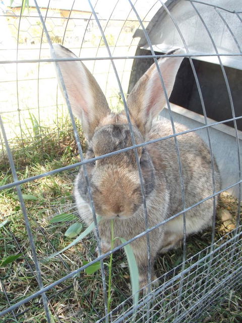 Eden Orchard & Farmstay - Darwin Holiday 29