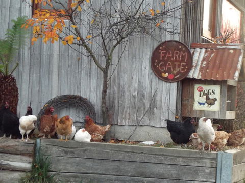 Eden Orchard & Farmstay - Darwin Holiday 32