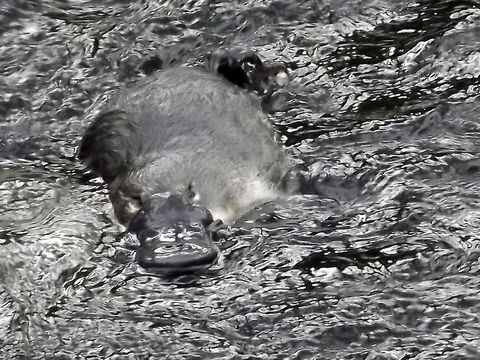 Platypus Playground Riverside Cottage - Darwin Holiday 23