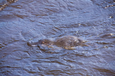 Platypus Playground Riverside Cottage - Darwin Holiday 16