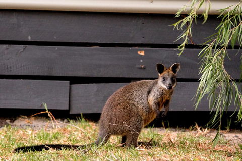 BIG4 Ingenia Holidays Phillip Island - Darwin Holiday 13