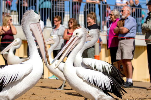BIG4 Ingenia Holidays Phillip Island - Darwin Holiday 17