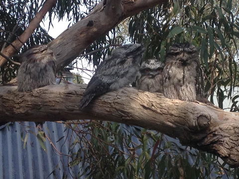 Kookas Retreat - Darwin Holiday 15