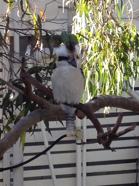 Kookas Retreat - Darwin Holiday 16