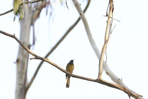Yering Gorge Cottages - Darwin Holiday 20