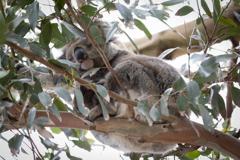 The Dolphin Apartments - Darwin Holiday 6