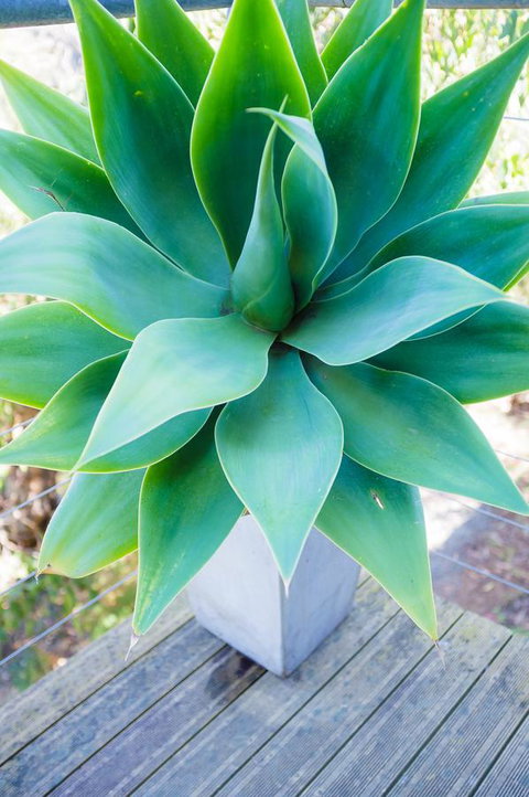 Ocean View Treetops Retreat - Darwin Holiday 10