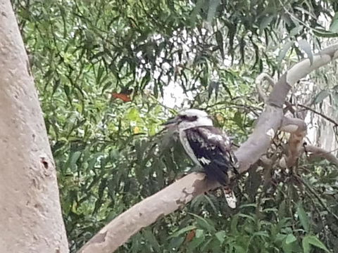 Wilsons Promontory Motel - Darwin Holiday 26
