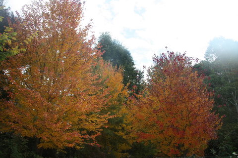 Shady Brook Cottages - Darwin Holiday 13