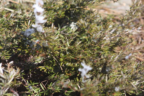 Shady Brook Cottages - Darwin Holiday 3