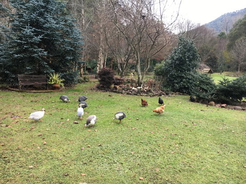 Shady Brook Cottages - Darwin Holiday 17