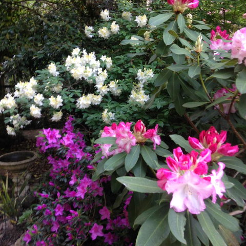 Shady Brook Cottages - Darwin Holiday 10