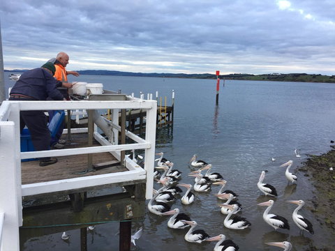 Pelicans Motel San Remo - Darwin Holiday 18