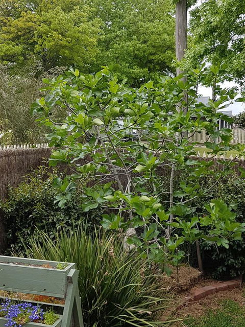 Healesville House - Fig Tree House - Darwin Holiday 20