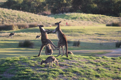 Yarra Valley Lodge - Darwin Holiday 38