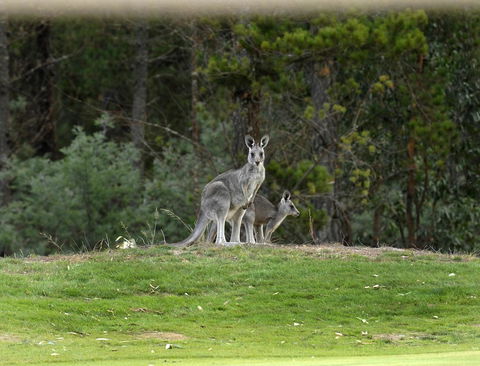 RACV Goldfields Resort - Darwin Holiday 20