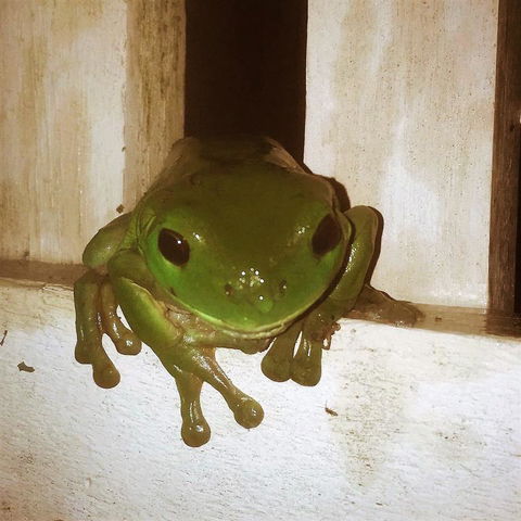 The Canungra Motel - Darwin Holiday 3