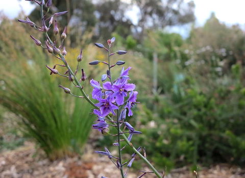 The Chocolate Lily Bed & Breakfast - Darwin Holiday 3