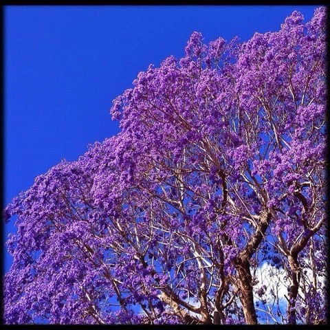 The Church - Darwin Holiday 3