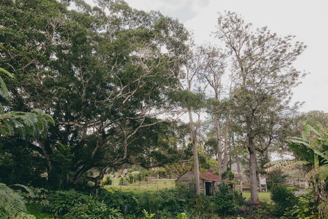The Eumundi Dairy - Darwin Holiday 1