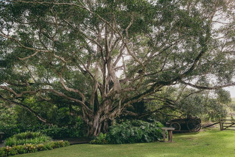 The Eumundi Dairy - Darwin Holiday 2