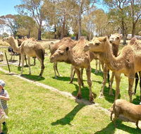 The Funny Farm - Animals / Churchhouse / Amazing Experience - Darwin Holiday