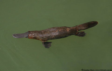The Pond Cottage - Darwin Holiday 1