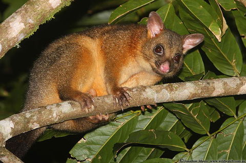 The Pond Cottage - Darwin Holiday 2