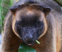 Book Ravenshoe Accommodation Vacations Darwin Holiday Darwin Holiday