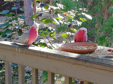 The Treehouse In Dawesville - Darwin Holiday 0