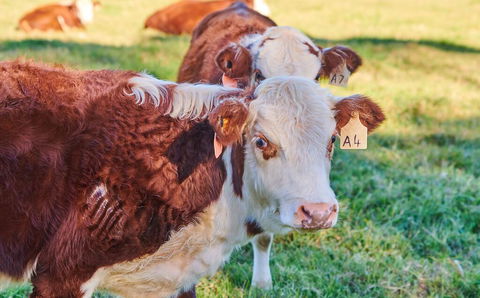 The Vale - Darwin Holiday 2