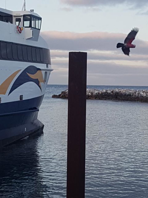 Trading Places Kangaroo Island - Darwin Holiday 2