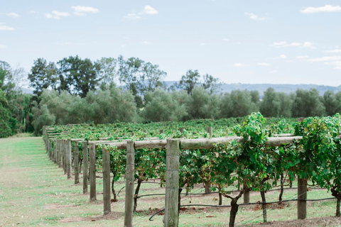 Tranquil Vale Vineyard - Darwin Holiday 2