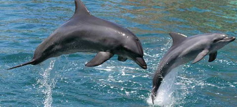 Venetian Canal 1 Bedroom Apartment - Darwin Holiday 2