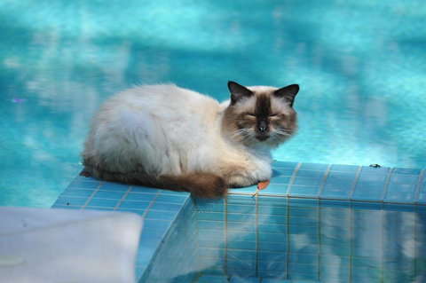 Villa Nirvana - Darwin Holiday 3