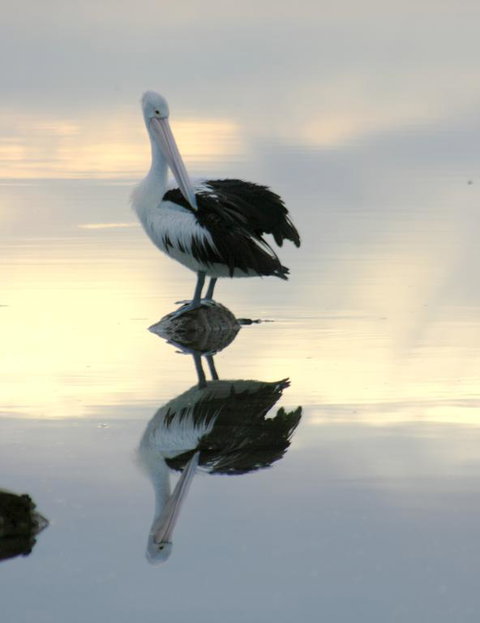 Wanderers Rest Of Kangaroo Island - Darwin Holiday 3