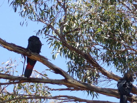 Wanderers Rest Of Kangaroo Island - Darwin Holiday 2