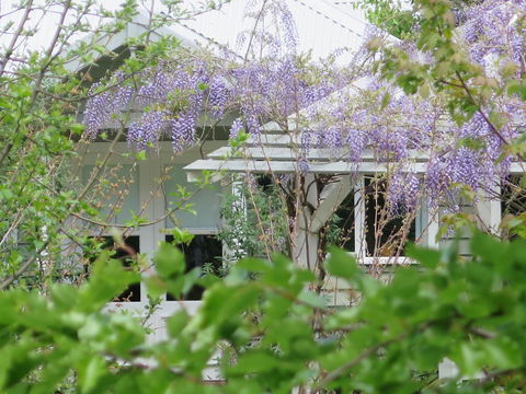 Amelina Cottages - Darwin Holiday 5