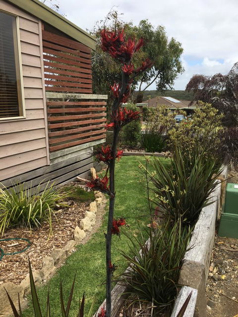 The PC Cottage - Darwin Holiday 31