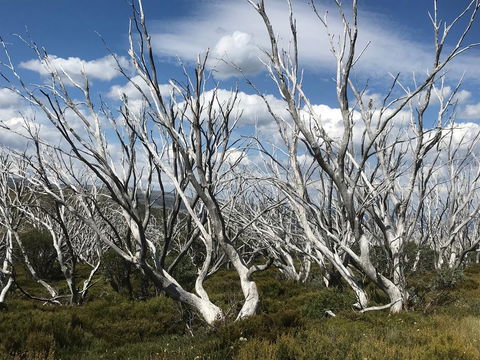 Alpine Aspects - Darwin Holiday 37