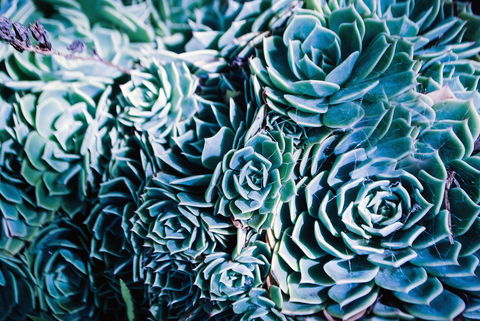 Bed Of Roses - Darwin Holiday 32