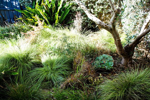 Bed Of Roses - Darwin Holiday 21