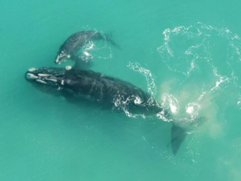 Austral Place 88 Via Merri River - Darwin Holiday 23