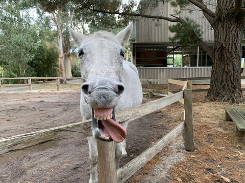 Kangaroo Manor - Darwin Holiday 12