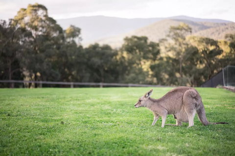 Kangaroo Manor - Darwin Holiday 29